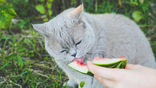 Cat snacks 2024 human food